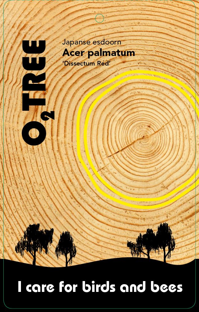 acer-palmatum-dissectum-red-thema