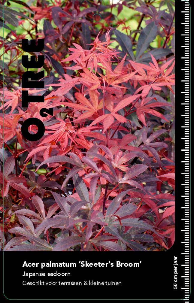 acer-palmatum-skeeter-s-broom