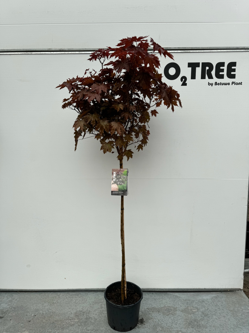 acer-platanoides--crimson-sentry--c10-110cm--2-