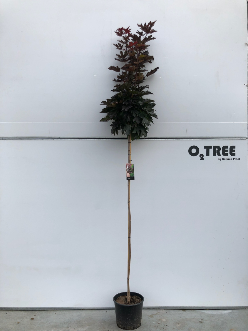 acer-platanoides--crimson-sentry--c15-180cm