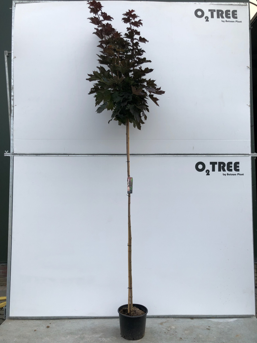 acer-platanoides--crimson-sentry--c15-210cm