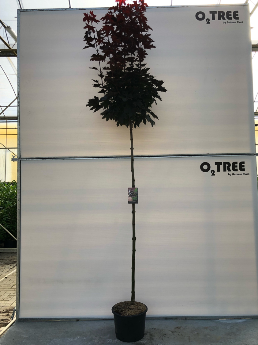 acer-platanoides--crimson-sentry--c25-8-10-12-220cm