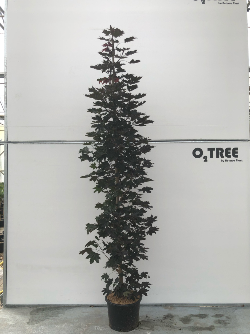 acer-platanoides--crimson-sentry--c25-8-10-beveerd