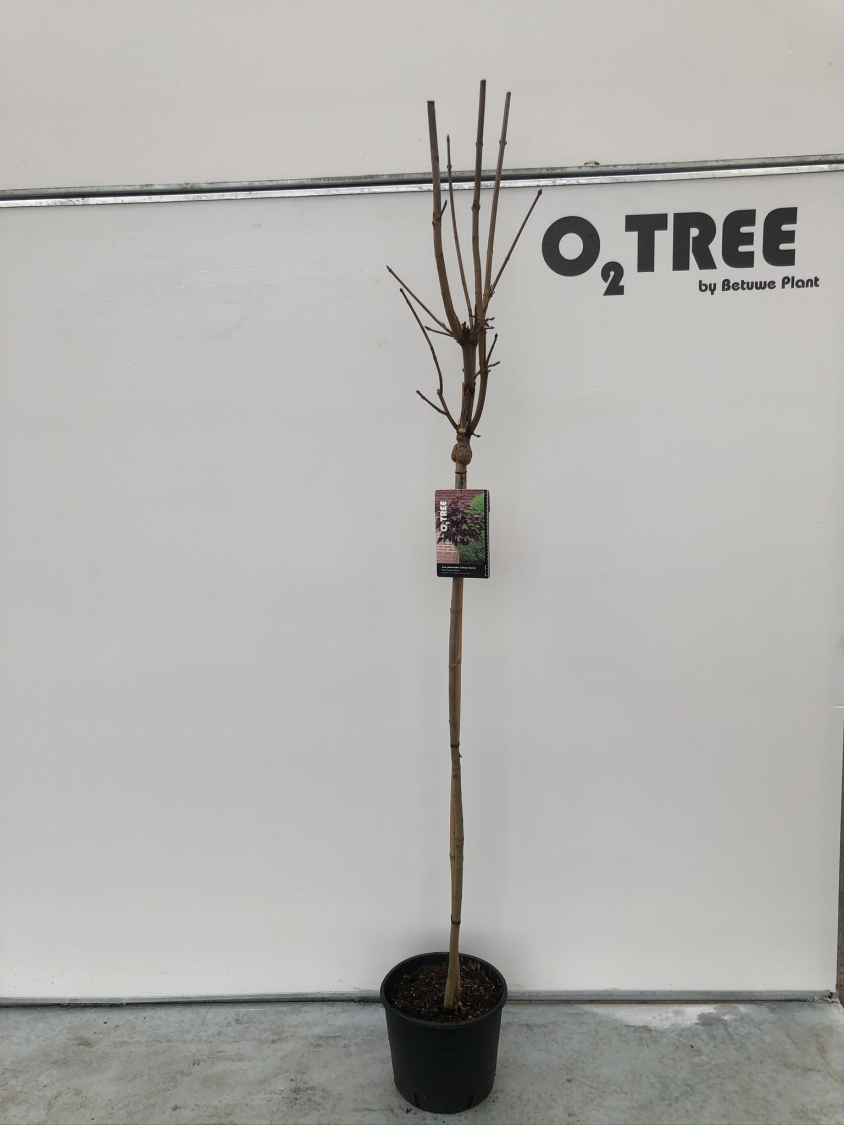 acer-platanoides--crimson-sentry--stam-c10-110cm-winter