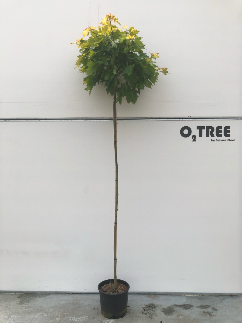 acer-platanoides--golden-globe--c15-210cm
