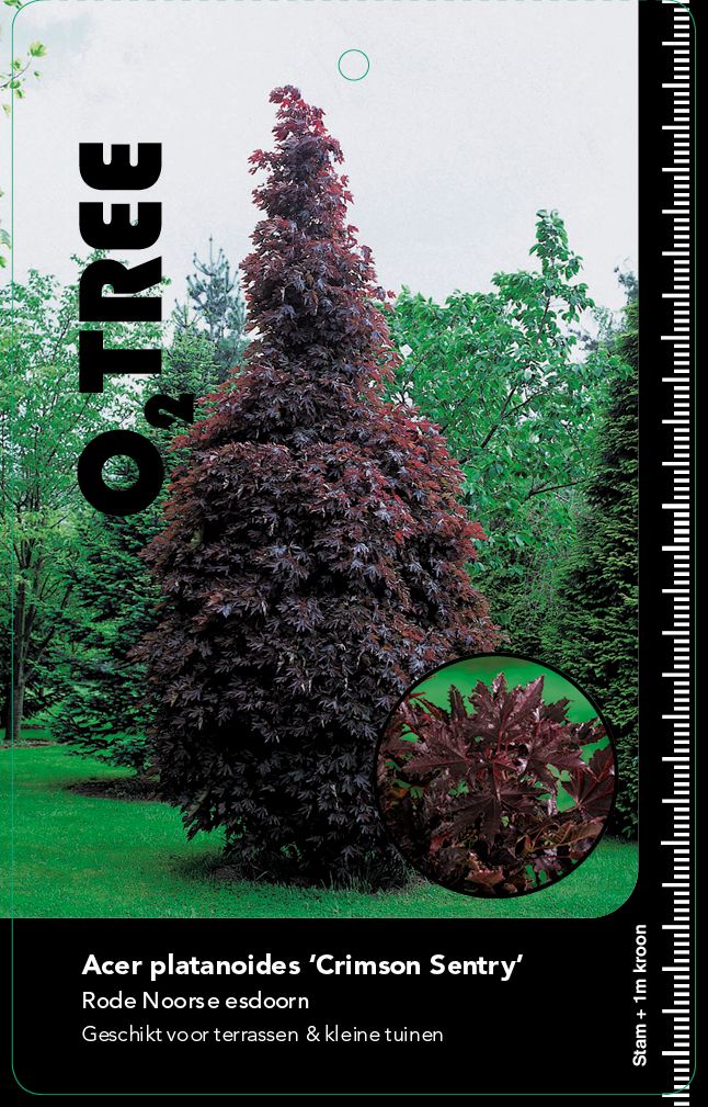 acer-platanoides-crimson-sentry-geveerd