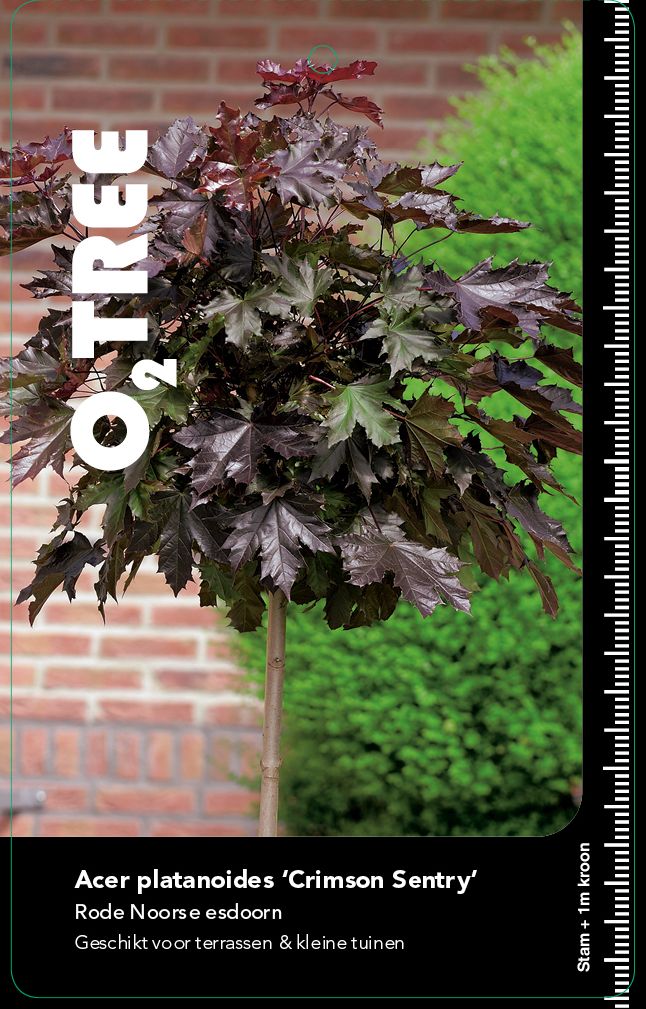 acer-platanoides-crimson-stam