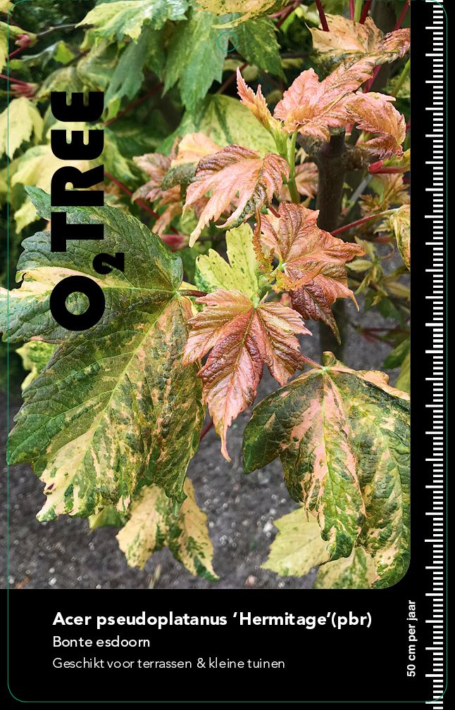 acer-pseudoplatanus-hermitage