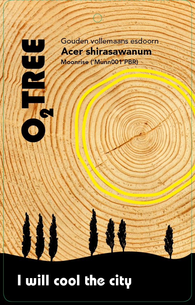 acer-shirasawanum-moonrise-munn-thema