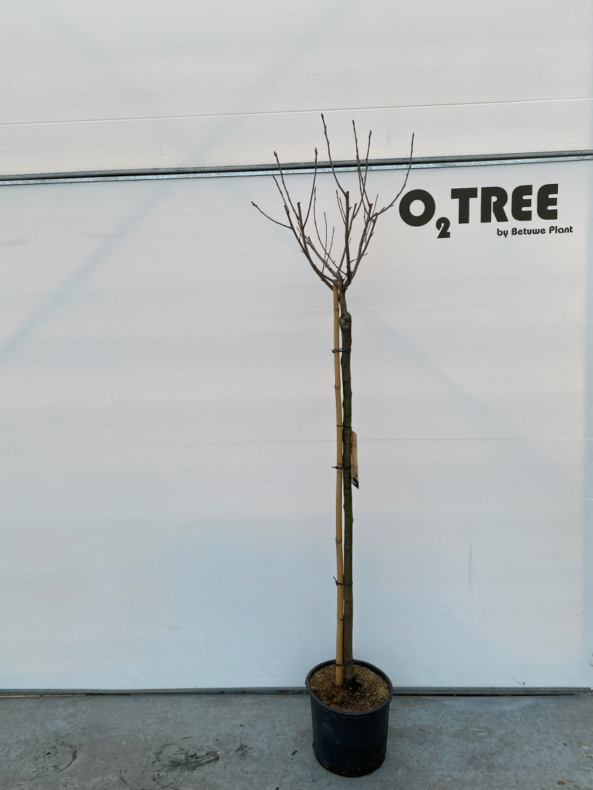 aronia-prunifolia--aron--c12-120cm--2-