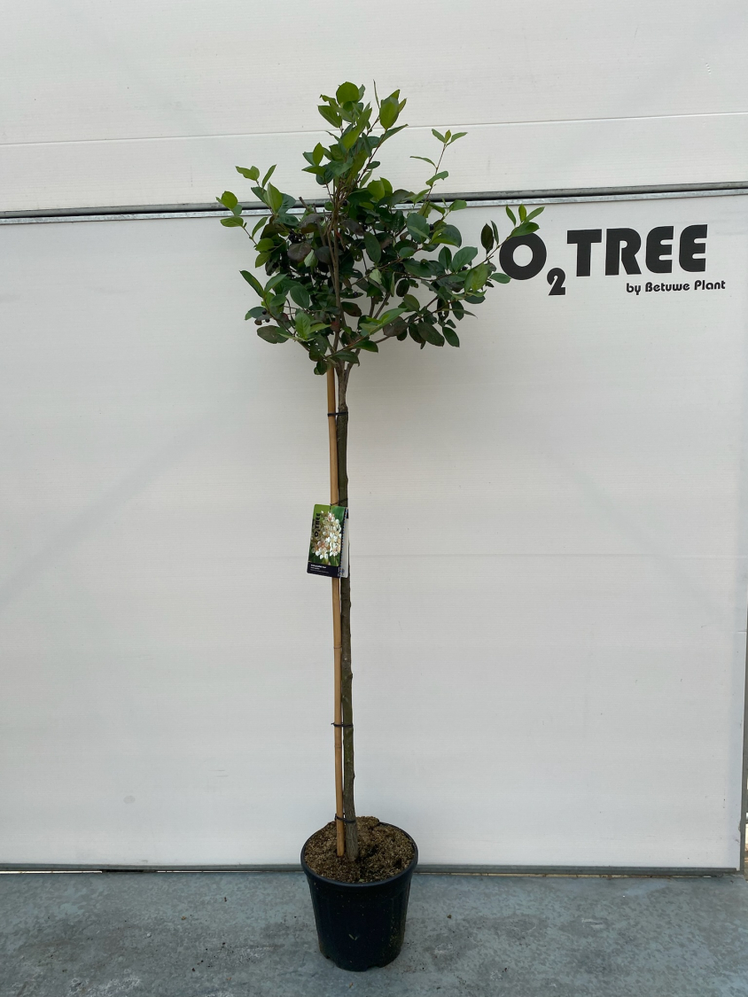 aronia-prunifolia--aron--c12-120cm--3-
