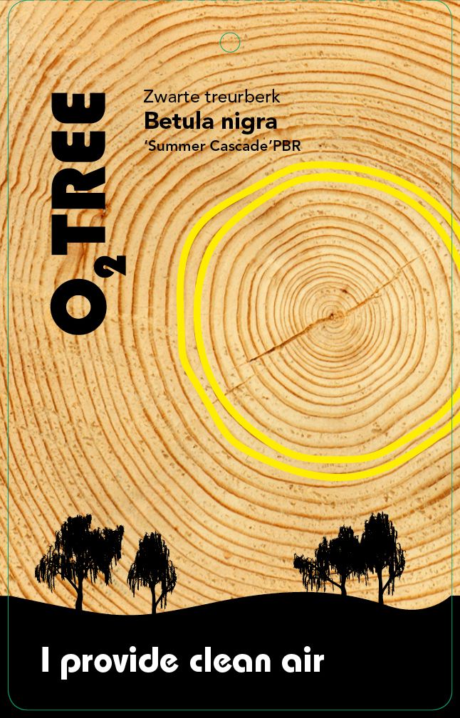 betula-nigra-summer-cascade-thema