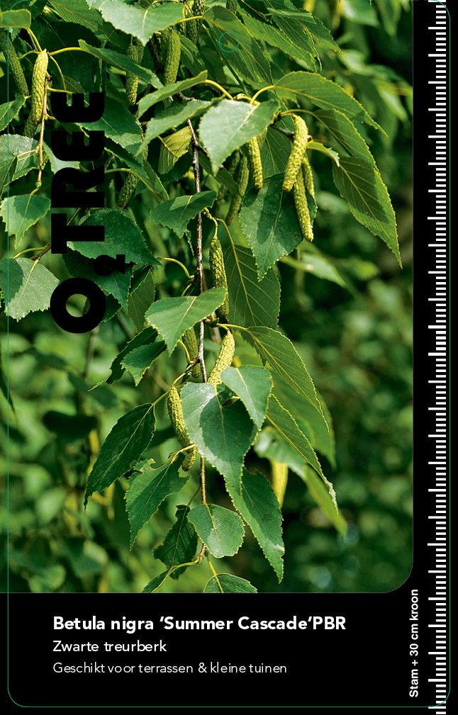 betula-nigra-summer-cascade