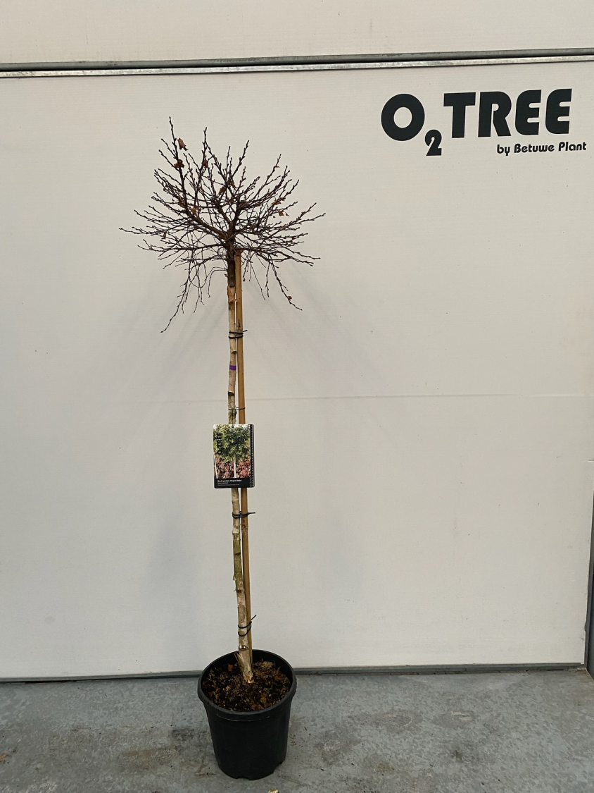 betula-pendula--magical-globe--c12-120cm