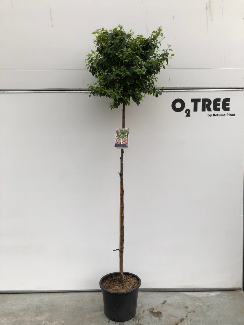 betula-pendula--magical-globe--c20-8-10-180cm