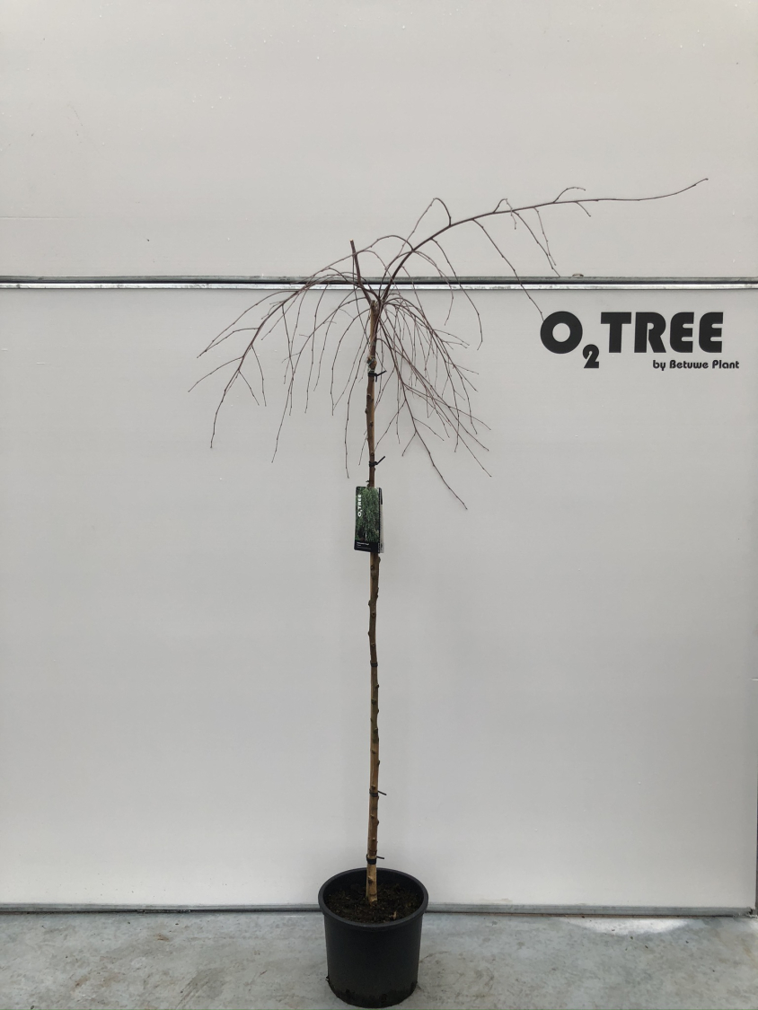 betula-pendula--youngii--c12-150cm