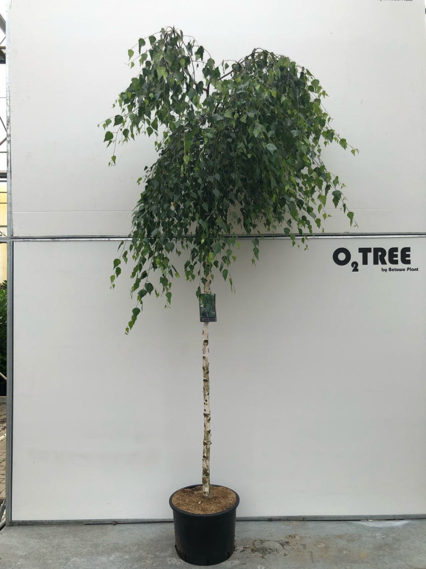 betula-pendula--youngii--c35-8-10-12-200cm