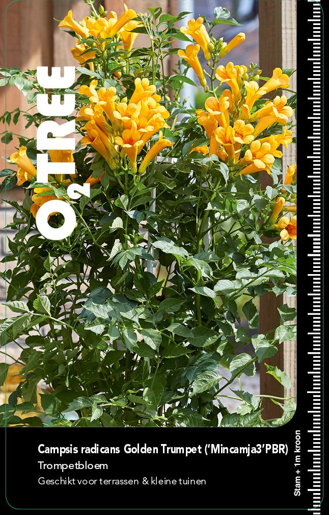 campsis-radicans-golden-trumpet