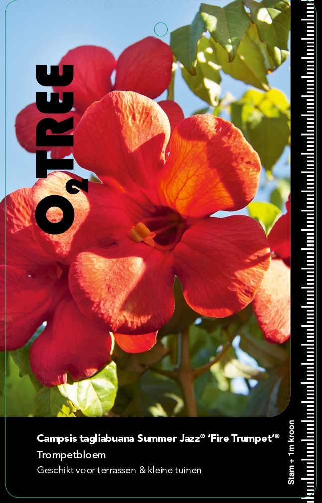 campsis-tagliabuana-summer-jazz-fire-trumpet