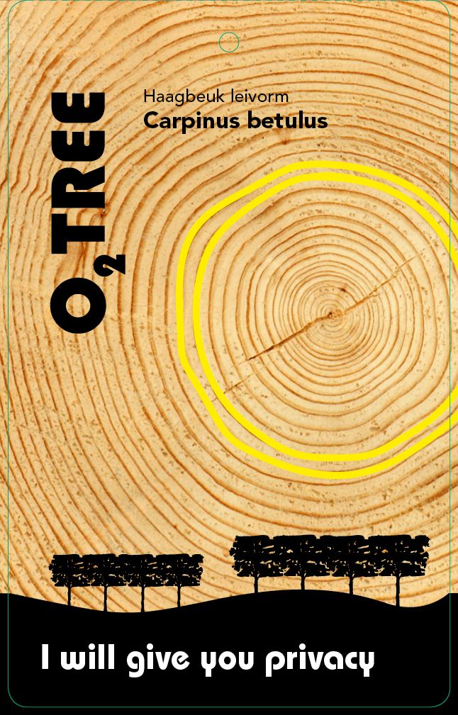 carpinus-betulus-lei-thema