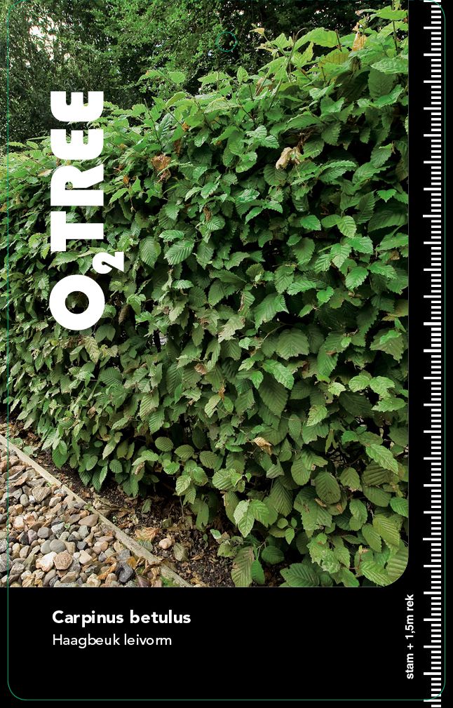 carpinus-betulus-lei