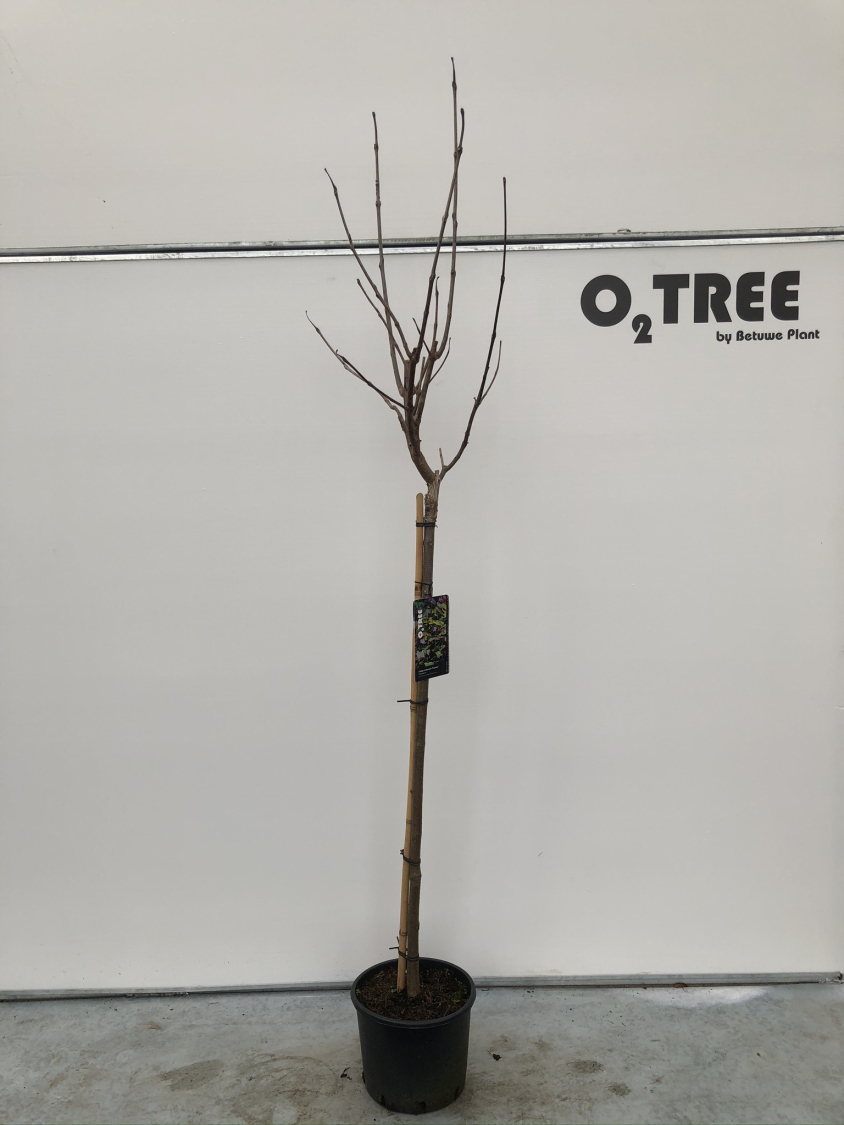 catalpa-erubescens--purpurea--c10-120cm