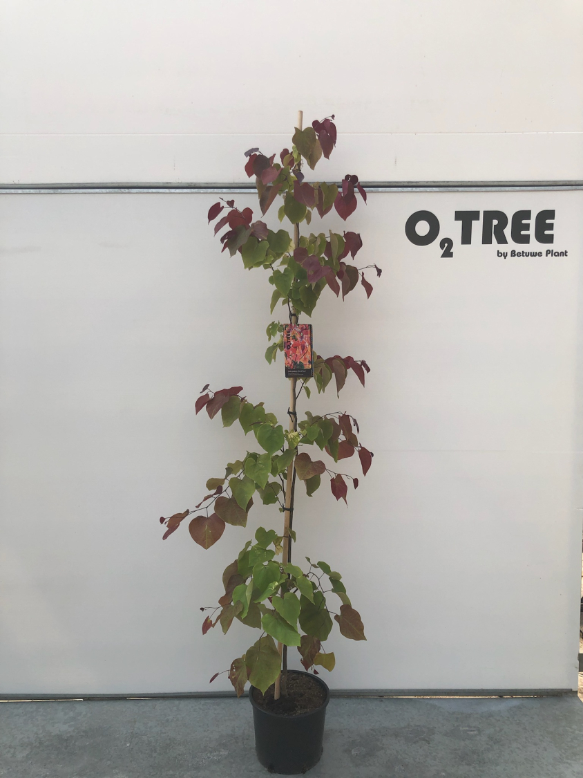 cercis-canadensis--eternal-flame--c12-175-200--2-