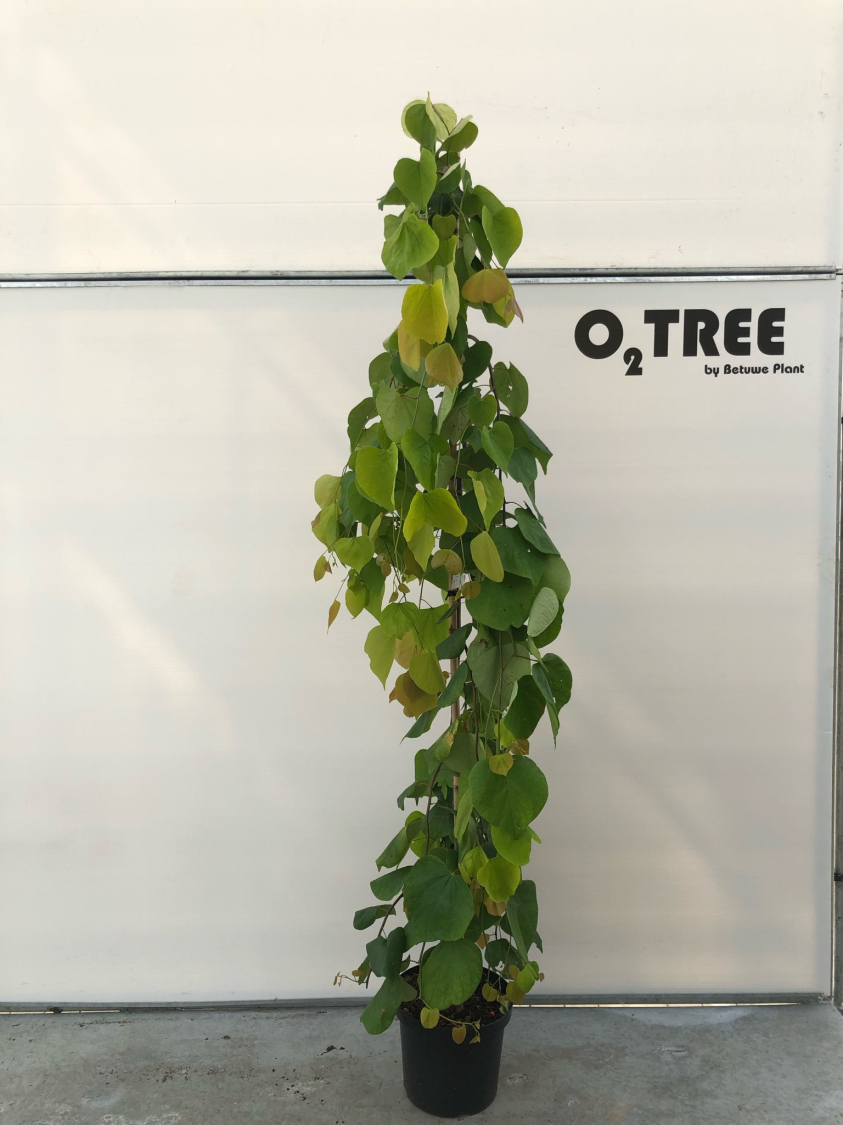 cercis-canadensis--golden-falls--c12-200-250