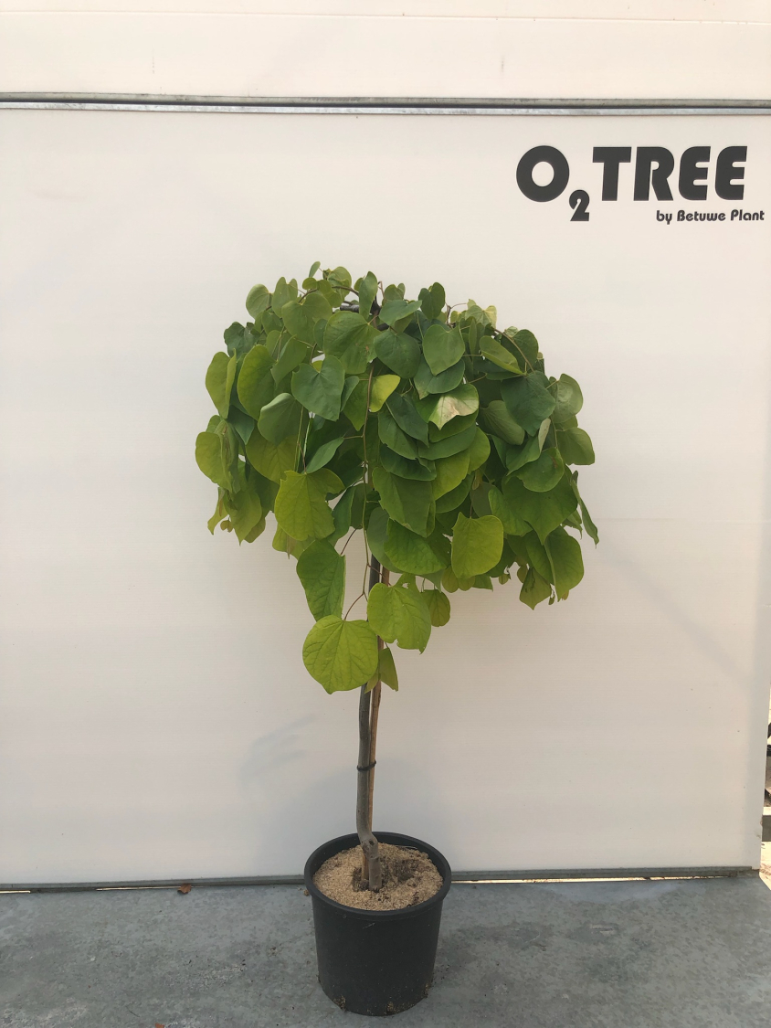 cercis-canadensis--golden-falls--c20-120cm