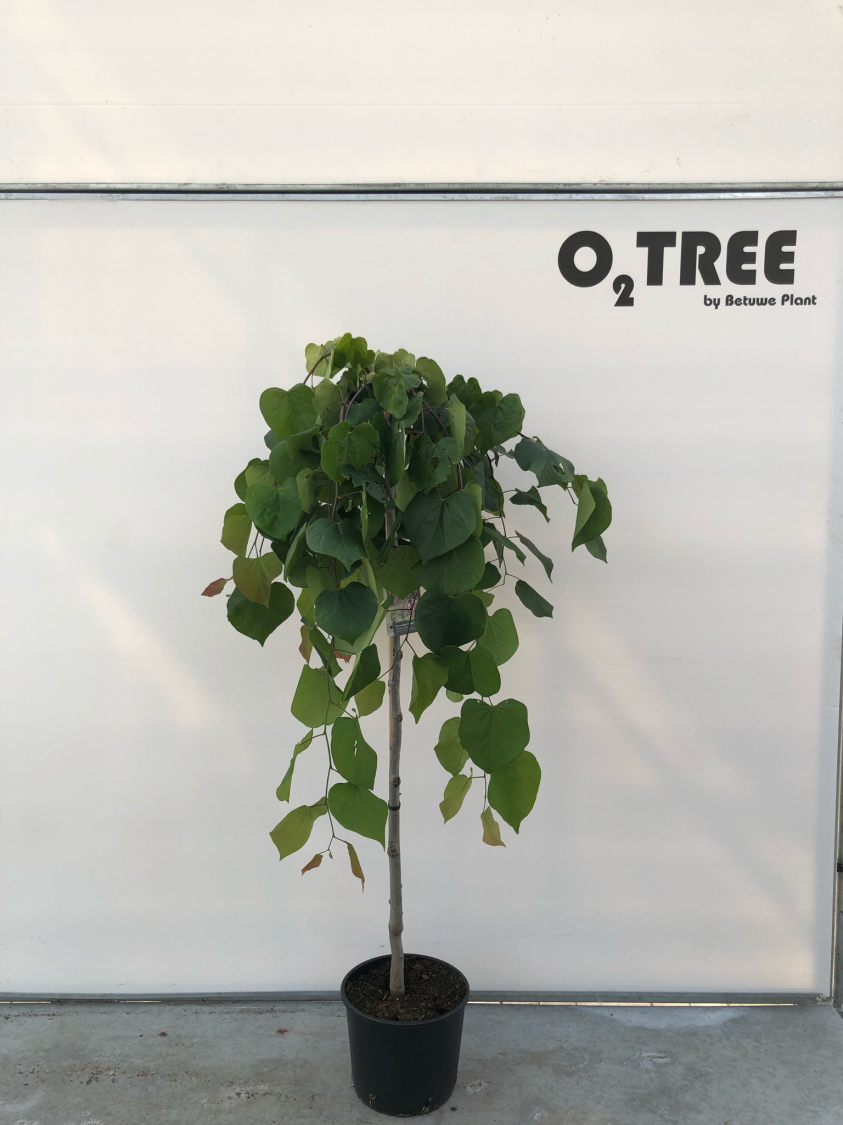 cercis-canadensis--lavender-twist--c12-120cm