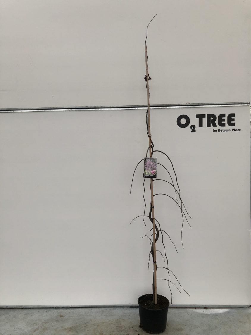 cercis-canadensis--lavender-twist--c12-200-250--2-