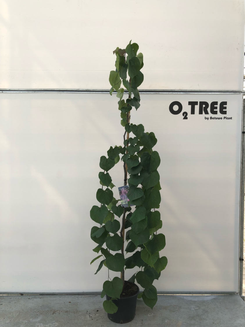 cercis-canadensis--lavender-twist--c12-200-250