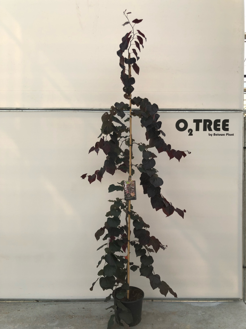 cercis-canadensis--ruby-falls--c15-200-250