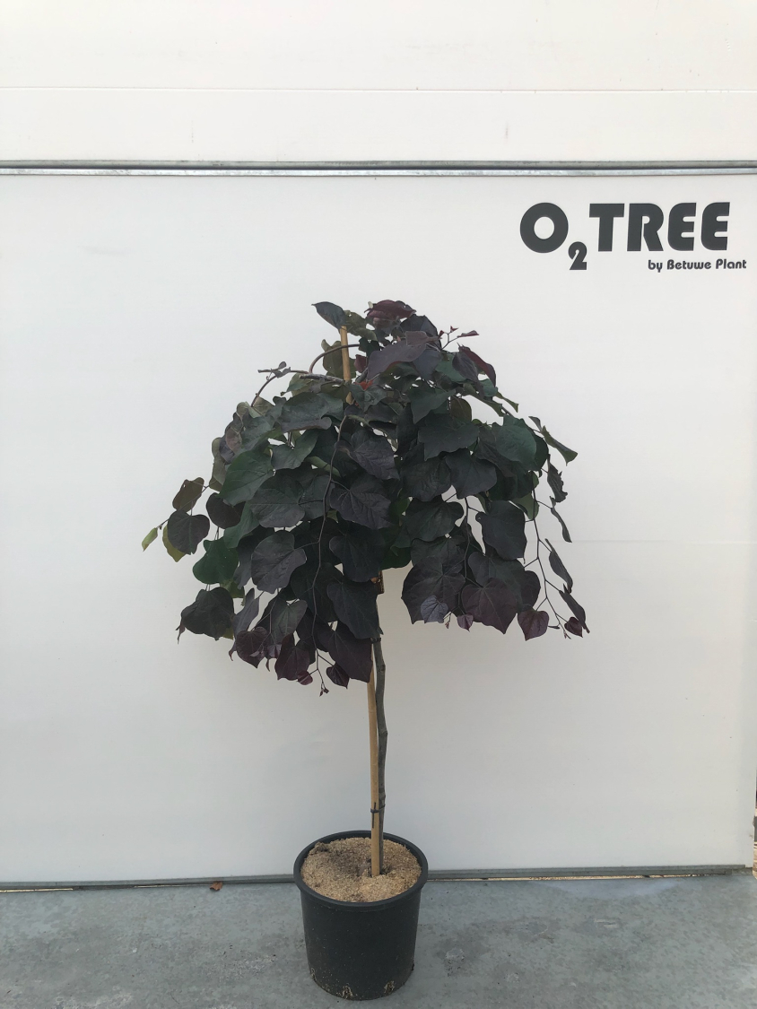 cercis-canadensis--ruby-falls--c20-120cm