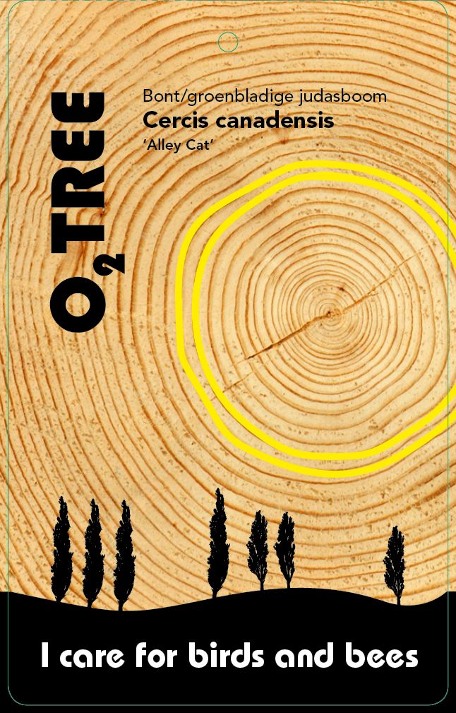 cercis-canadensis-alley-cat-thema