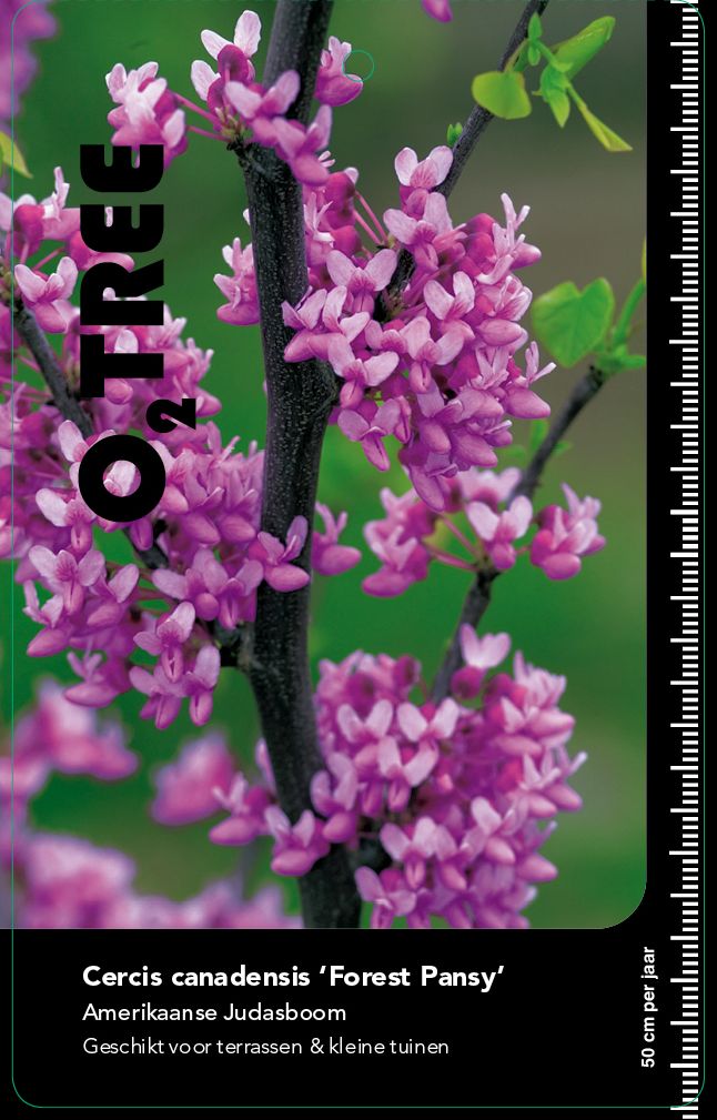 cercis-canadensis-forest-pansy