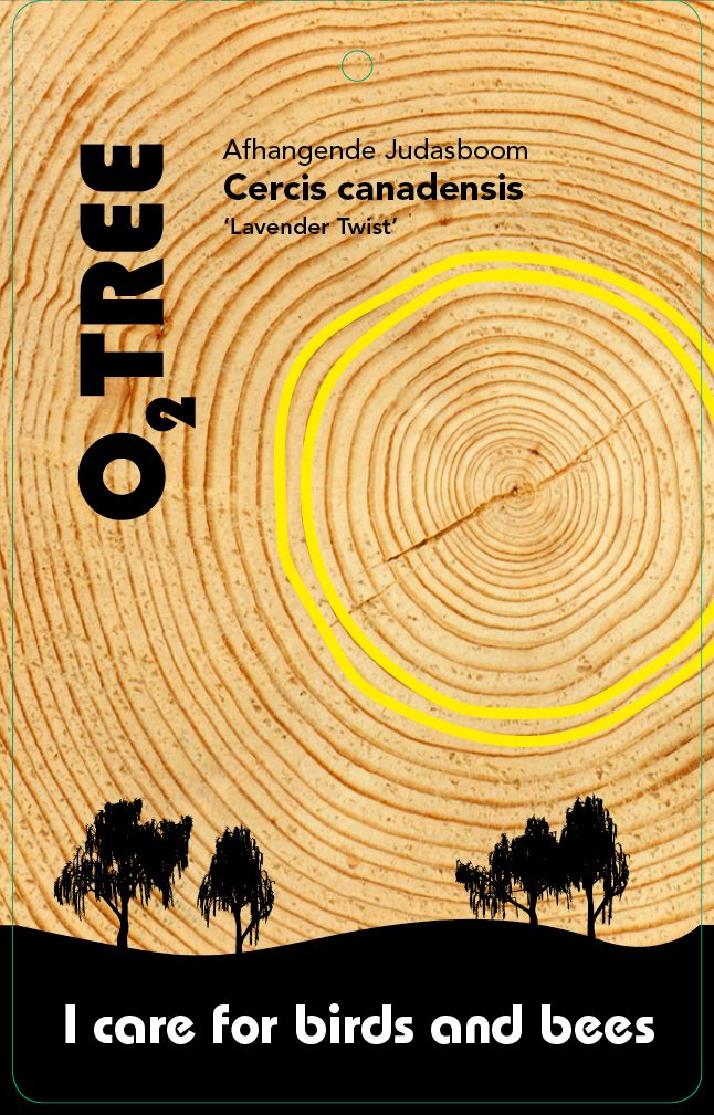 cercis-canadensis-lavender-twist-thema