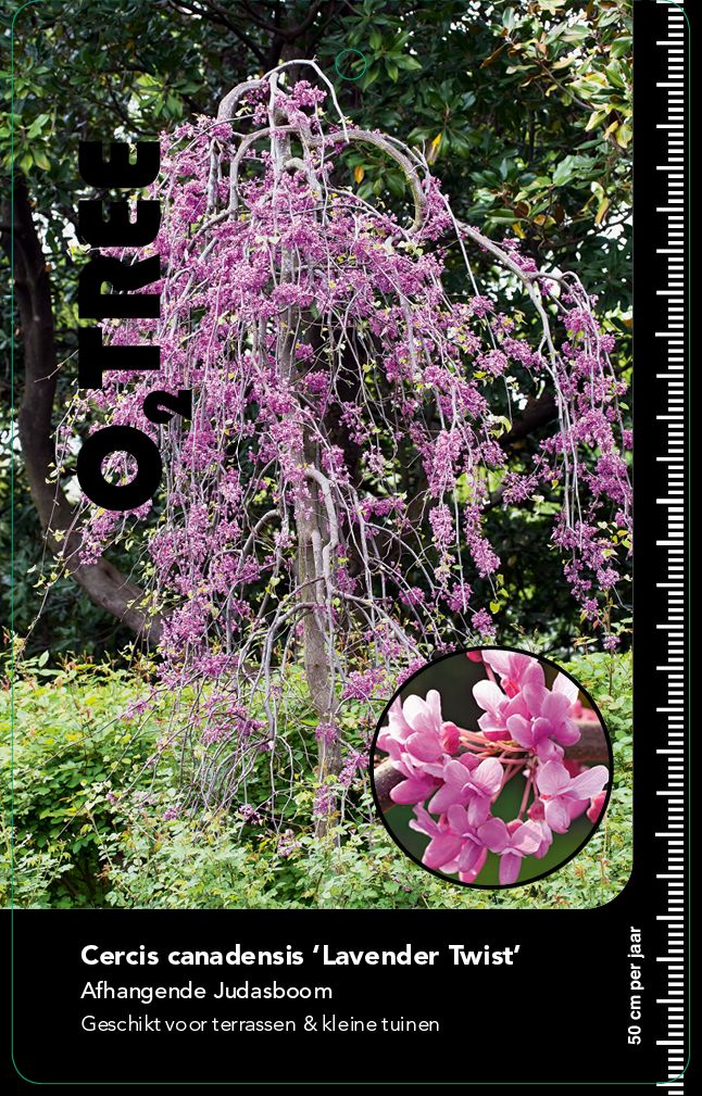 cercis-canadensis-lavender-twist
