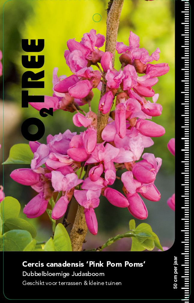 cercis-canadensis-pink-pom-poms