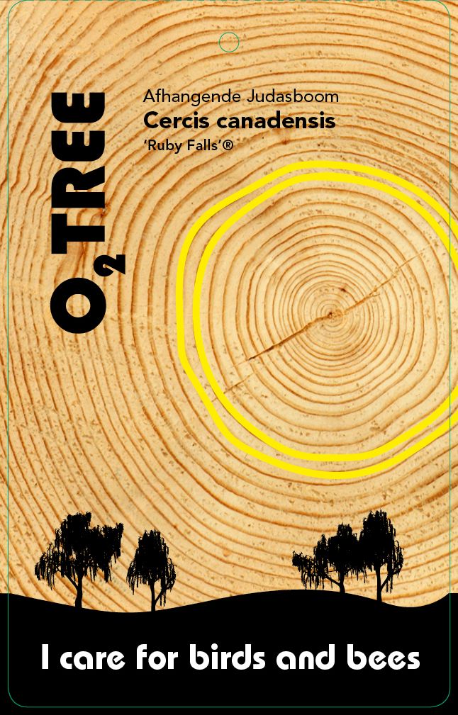 cercis-canadensis-ruby-falls-thema
