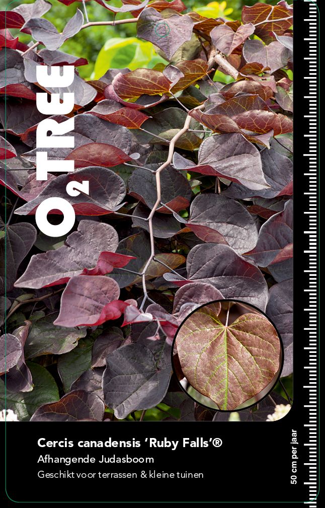 cercis-canadensis-ruby-falls