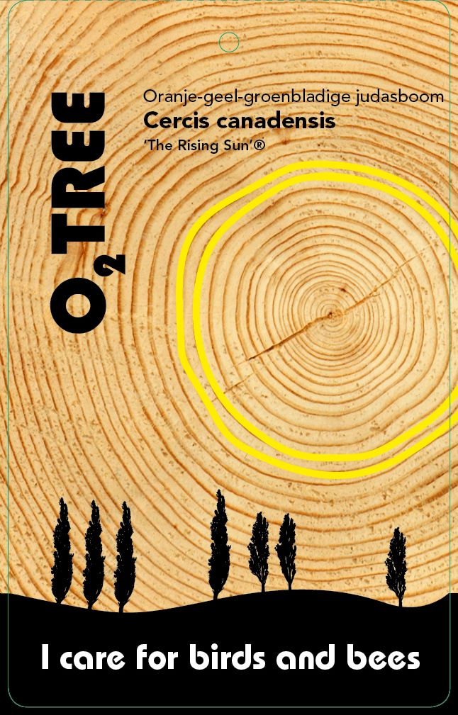 cercis-canadensis-the-rising-sun-thema