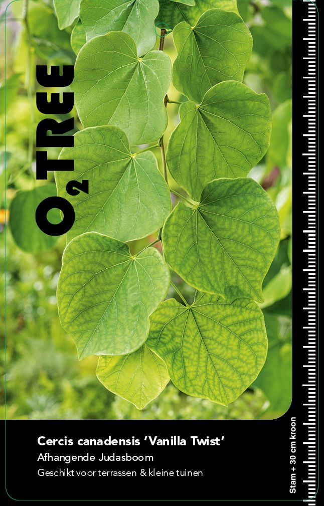 cercis-canadensis-vanilla-twist