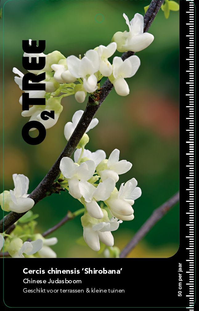 cercis-chinensis-shirobana