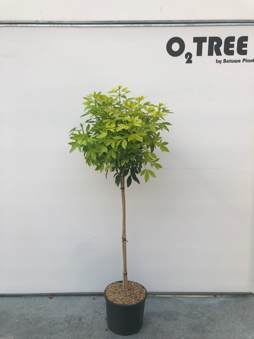 choisya-ternata--lich--c10-80cm