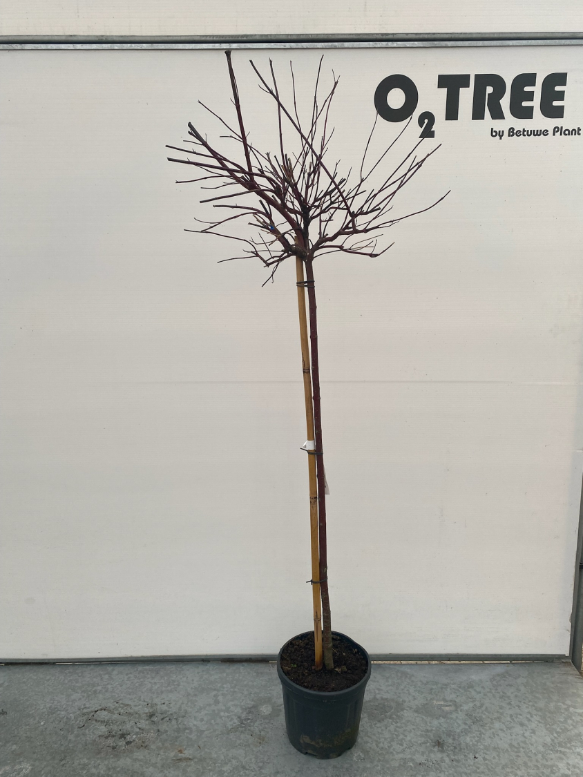 cornus-alba--miracle--c12-120cm--2-