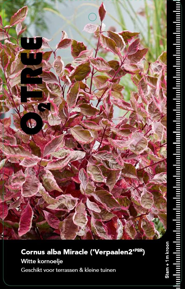 cornus-alba-miracle--3-