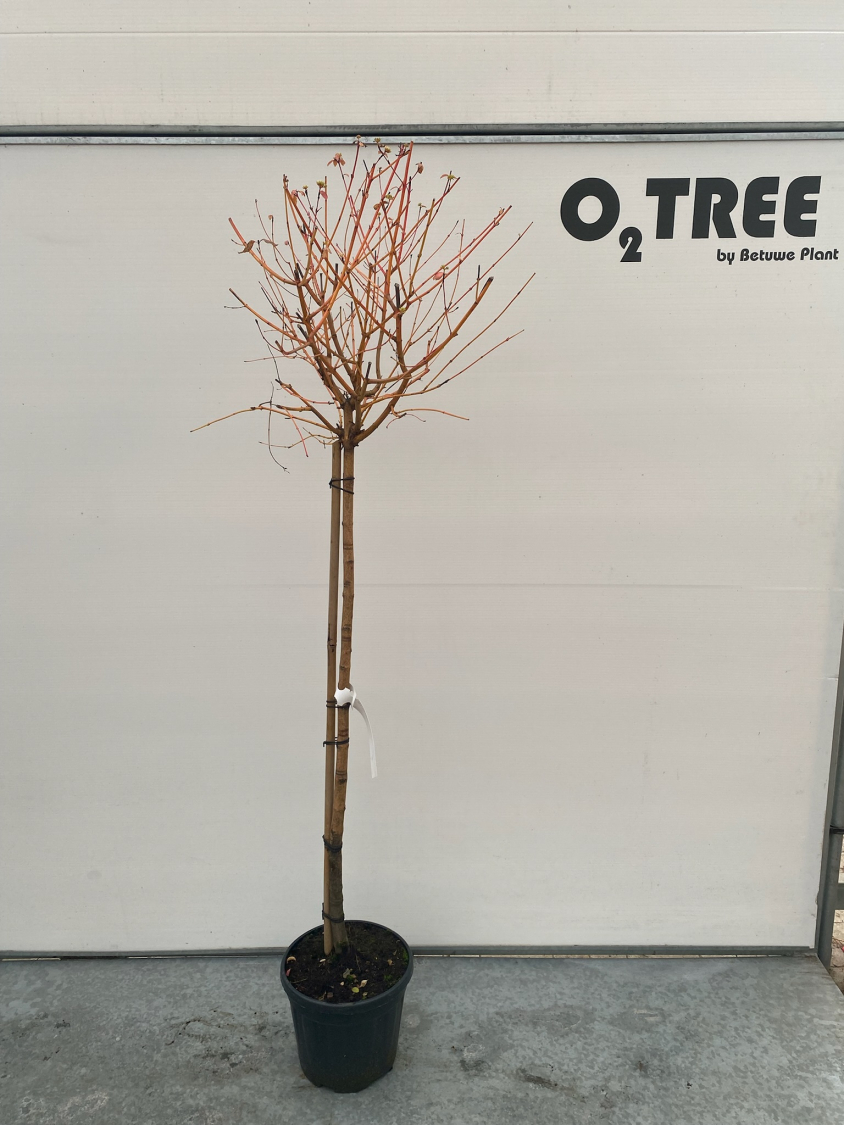 cornus-sanguinea--midwinter-fire--c12-120cm--4-
