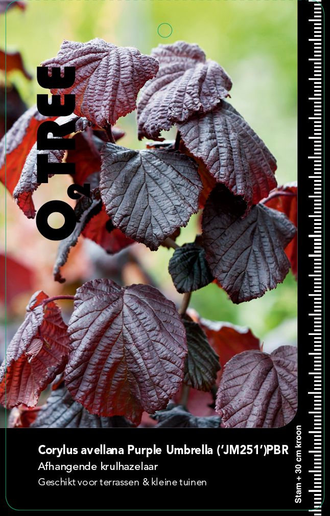 corylus-avellana-purple-umbrella