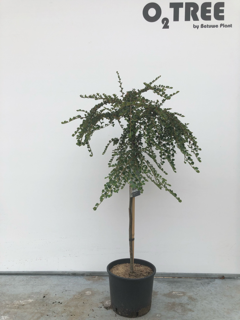 cotoneaster-nashan--boer--c10-80cm